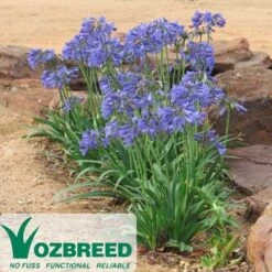 Agapanthus Bingo Blue 15 Agapanthus Bingo Blue -Felco Shop 2013 10 bingo blue 500 2