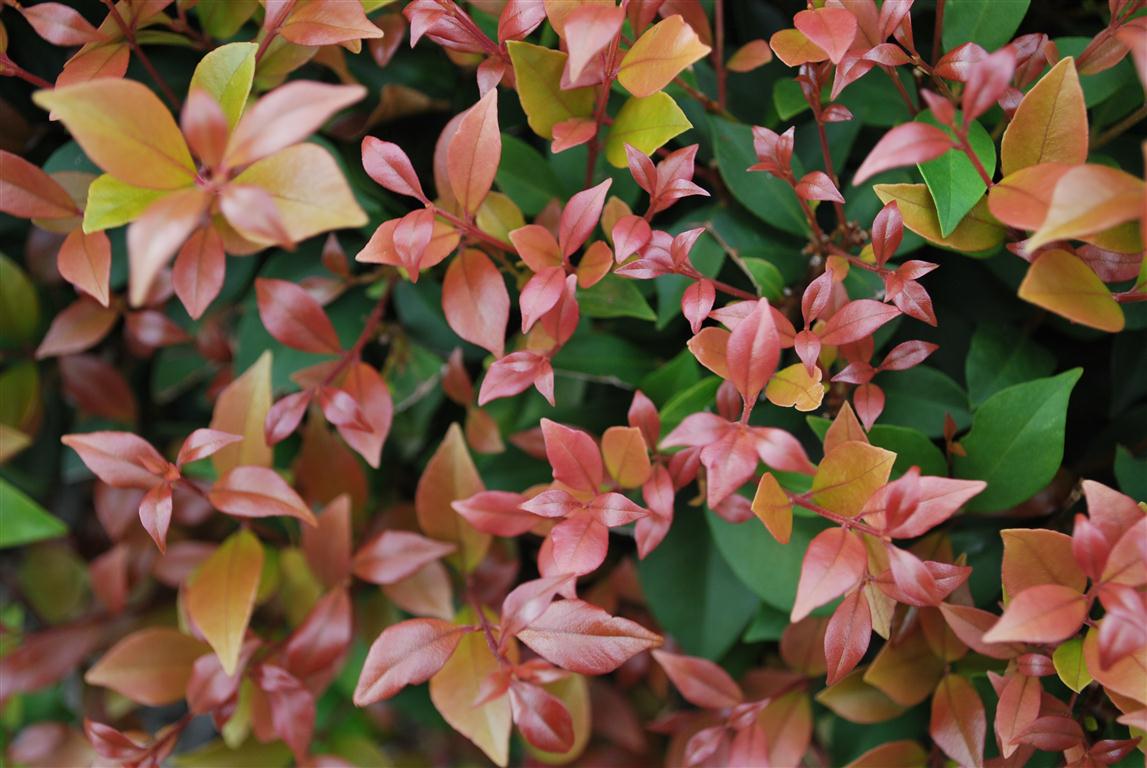 Felco Shop -Felco Shop Acmena Allyn Magic 4 Medium