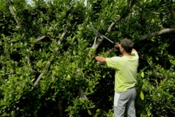 Bahco P51H-SL Extra Long Hedge Shears, Heavy Duty, Lightweight With Aluminium Handle -Felco Shop Bahco P51H SL Extra Long Hedge Shears Heavy Duty Lightweight with Aluminium Handle 7 95888.1707204594