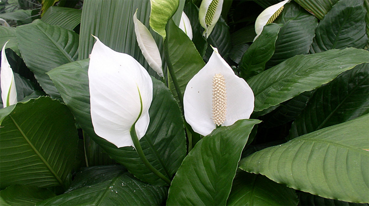 Felco Shop -Felco Shop W 01886 01 Houseplant How To Peace Lily