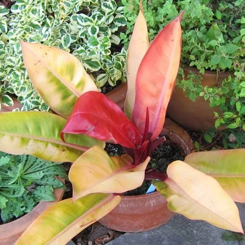 Philodendron Prince Of Orange 7 Philodendron Prince Of Orange - Image 7