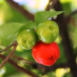 Malpighia Pixie - Acerola -Felco Shop acerola fruits 1