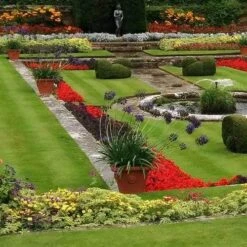 Agapanthus Black Magic -Felco Shop agapanthus pots stately home