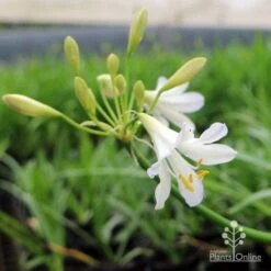 Agapanthus Silver Baby 10 Agapanthus Silver Baby -Felco Shop agapanthus silver baby flowering