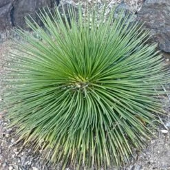 Agave Geminiflora - Succulent