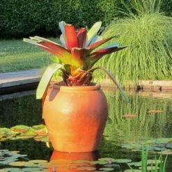 Alcantarea Imperialis Rubra - Bromeliad -Felco Shop alcantarea imperialis rubra flickr cultivar413