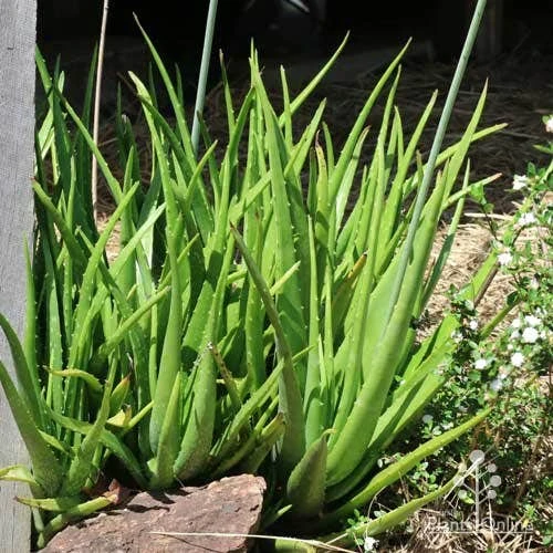 Aloe Vera - Succulent 10 Aloe Vera - Succulent - Image 10