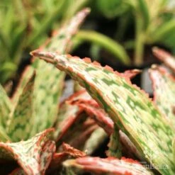 Aloe Pink Blush - Succulent -Felco Shop aloe pink blush leaf closeup