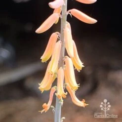 Aloe Vera - Succulent 16 Aloe Vera - Succulent -Felco Shop aloe vera flowers nursery
