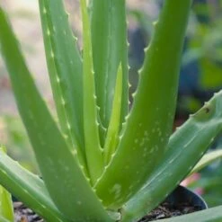 Aloe Vera - Succulent 24 Aloe Vera - Succulent -Felco Shop aloe vera 500