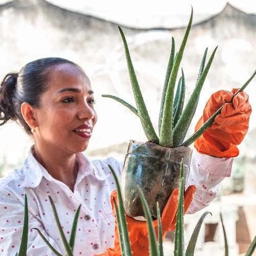Aloe Vera - Succulent 8 Aloe Vera - Succulent - Image 8