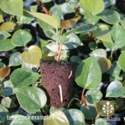 Anthurium White Winner -Felco Shop anthurium plug 7