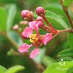 Malpighia Pixie - Acerola -Felco Shop apo acerola flower