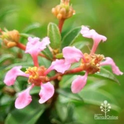 Malpighia Pixie - Acerola -Felco Shop apo acerola flowers