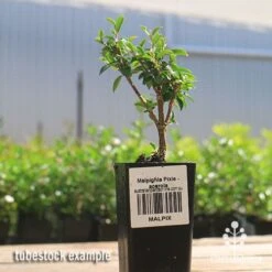 Malpighia Pixie - Acerola -Felco Shop apo acerola malpighia tubestock