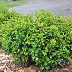 Acmena Allyn Magic -Felco Shop apo acmena allyn magic green phase