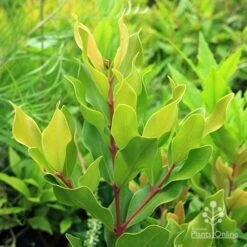 Acmena Hemilampra - Blush Satinash -Felco Shop apo acmena hemilampra growing