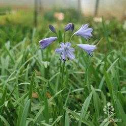 Agapanthus Streamline -Felco Shop apo agapanthus streamline plant