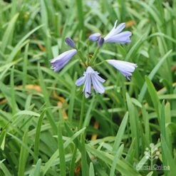 Agapanthus Streamline -Felco Shop apo agapanthus streamline plants