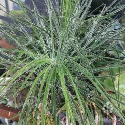 Agave Geminiflora - Succulent -Felco Shop apo agave in barrow 1