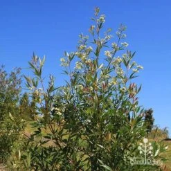 Ceratopetalum Alberys Red - Christmas Bush 36 Ceratopetalum Alberys Red - Christmas Bush -Felco Shop apo alberys red flowering sept