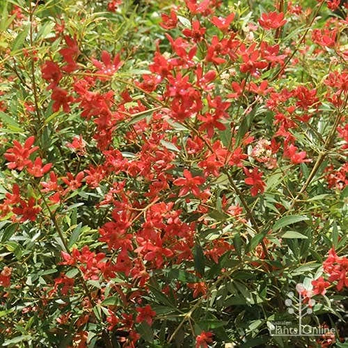 Ceratopetalum Alberys Red - Christmas Bush 8 Ceratopetalum Alberys Red - Christmas Bush - Image 8