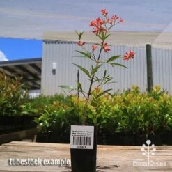 Ceratopetalum Alberys Red - Christmas Bush 22 Ceratopetalum Alberys Red - Christmas Bush -Felco Shop apo alberys tubestock 1