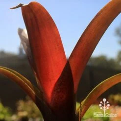 Alcantarea Imperialis Rubra - Bromeliad -Felco Shop apo alcantarea rubra tubestock colour