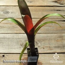 Alcantarea Imperialis Rubra - Bromeliad -Felco Shop apo alcantarea rubra tubestock top