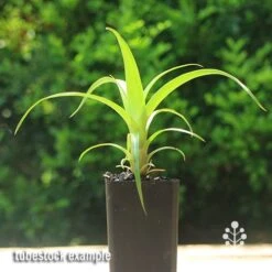 Alcantarea Imperialis Rubra - Bromeliad -Felco Shop apo alcantarea tubestock