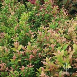 Acmena Allyn Magic -Felco Shop apo allyn magic green pink phase