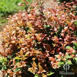 Felco Shop -Felco Shop apo allyn magic pink phase