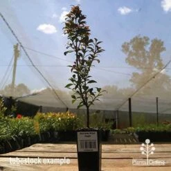 Acmena Allyn Magic -Felco Shop apo allyn magic tubestoc kside