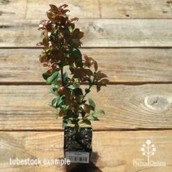 Acmena Allyn Magic -Felco Shop apo allyn magic tubestock