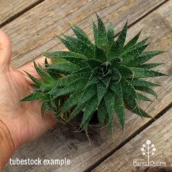 Aloe Aristata - Lace Aloe - Succulent -Felco Shop apo aloe aristata supersize
