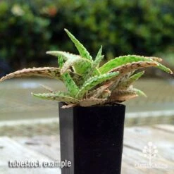 Aloe Pink Blush - Succulent -Felco Shop apo aloe pink blush 1