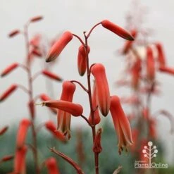 Aloe Pink Blush - Succulent -Felco Shop apo aloe pink blush flowers