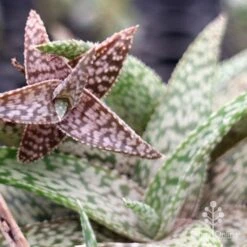 Aloe Quicksilver - Succulent 27 Aloe Quicksilver - Succulent -Felco Shop apo aloe quicksilver colours