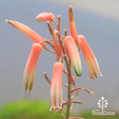 Aloe Quicksilver - Succulent 2 Aloe Quicksilver - Succulent - Image 2