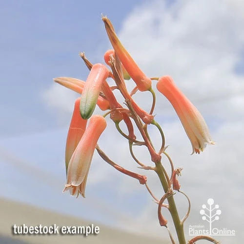 Aloe Quicksilver - Succulent 6 Aloe Quicksilver - Succulent - Image 6