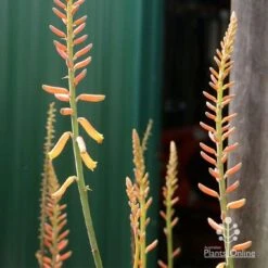 Aloe Vera - Succulent 22 Aloe Vera - Succulent -Felco Shop apo aloe vera buds