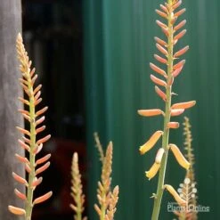 Aloe Vera - Succulent 26 Aloe Vera - Succulent -Felco Shop apo aloe vera buds2