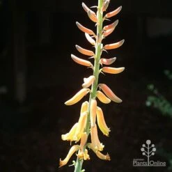 Aloe Vera - Succulent 25 Aloe Vera - Succulent -Felco Shop apo aloe vera flower sun