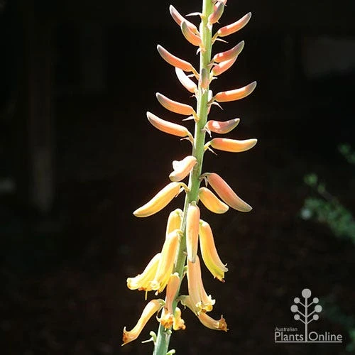 Aloe Vera - Succulent 12 Aloe Vera - Succulent - Image 12