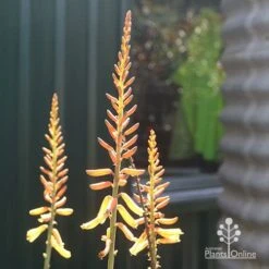 Aloe Vera - Succulent 17 Aloe Vera - Succulent -Felco Shop apo aloe vera flowers winter