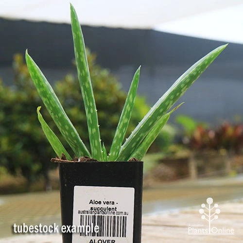 Aloe Vera - Succulent 7 Aloe Vera - Succulent - Image 7