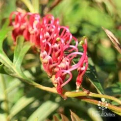 Grevillea Amazing Grace 5 Grevillea Amazing Grace -Felco Shop apo amazing grace flower