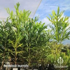 Grevillea Baileyana - Brown Silky Oak -Felco Shop apo april baileyana