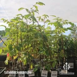 Burdekin Plum - Pleiogynium 14 Burdekin Plum - Pleiogynium -Felco Shop apo april burdekin