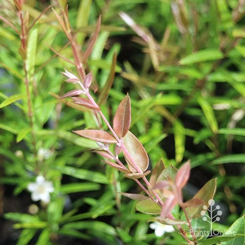 Austromyrtus Blush - Pink Midgem Berry 6 Austromyrtus Blush - Pink Midgem Berry - Image 6